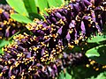 Amorpha fruticosa