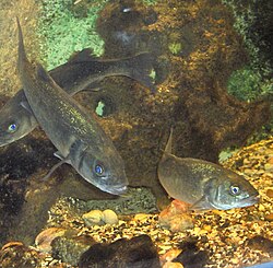 Lubin (Dicentrarchus labrax)