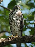 slika 4. Accipiter trivirgatus