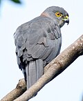slika 7. Accipiter rufitorques