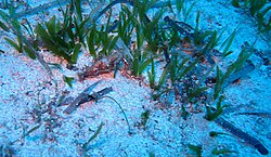 Halophila stipulacea