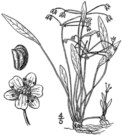 Helanthium tenellum, ilustracija