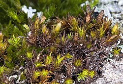 Orthotrichum norrisii