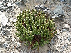 Polystichum lemmonii