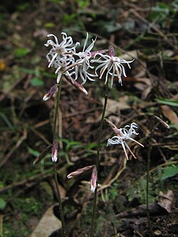 Ainsliaea cordifolia