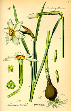 Narcissus Poeticus