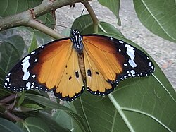 Afrički monarh (Danaus chrysippus), ♂