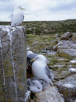 Rissa tridactyla se gnijezdi na otočju Farne, Northumberland, UK Datoteka:Kittiwake (Rissa tridactyla) (W1CDR0001389 BD30).ogg