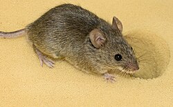 Domaći miš (Mus musculus)