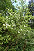 Deutzia mollis
