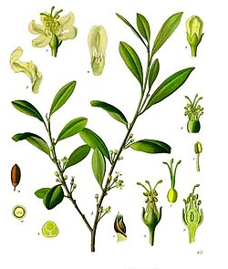 E. coca