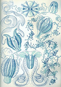"Ctenophorae" autor Ernst Haeckel, Kunstformen der Natur, 1904.