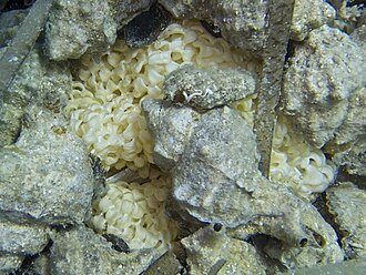 Jajašca kvrgavog volka (Hexaplex trunculus) u moru Martinšćice