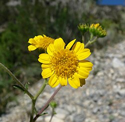 Hymenothrix dissecta