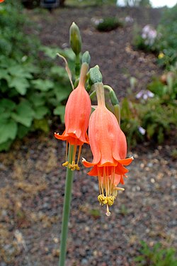 Stenomesson miniatum