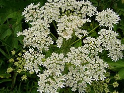 Heracleum maximum