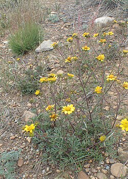 Hymenothrix dissecta