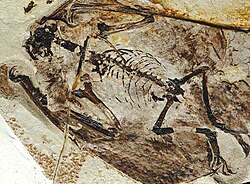 Fosilni primjerak (IVPP V 12705)