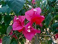 Bougainvillea glabra