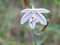 Asphodelus tenuifolius