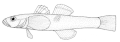Grahamichthys radiata