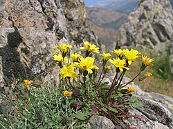 Hypochaeris robertia