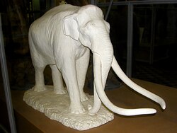 Kostur južnoga mamuta u Zoološkome muzeju Sankt-Peterburga