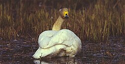 Žutokljuni labud (Cygnus cygnus)