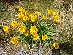 Bulbinella triquetra