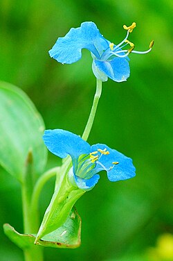 Commelina diffusa