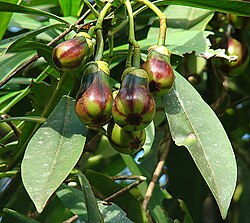 Tovomita weddelliana