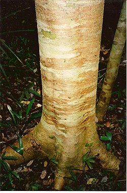 Acradenia euodiiformis