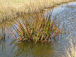 Philydrum lanuginosum