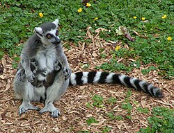 Lemur catta s blizancima