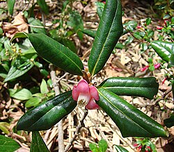 Symplocos pycnantha (sin. Symplocos matudae)