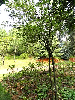 Ternstroemia gymnanthera