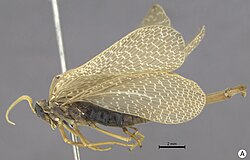 Austromerope brasiliensis