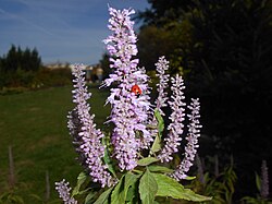 Elsholtzia stauntonii