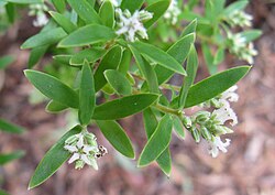 Acrothamnus spathaceus, sin. Leucopogon spathaceus