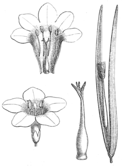 Plocosperma buxifolium, ilustracija