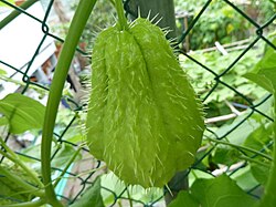 Meksički krastavac ili čajot