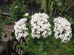 Valeriana officinalis