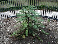 Australski stribor u Zadru