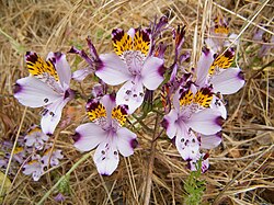 Alstroemeria magnifica