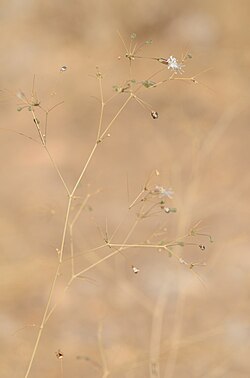 Ankyropetalum gypsophiloides