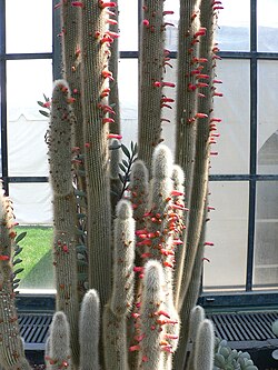Cleistocactus strausii