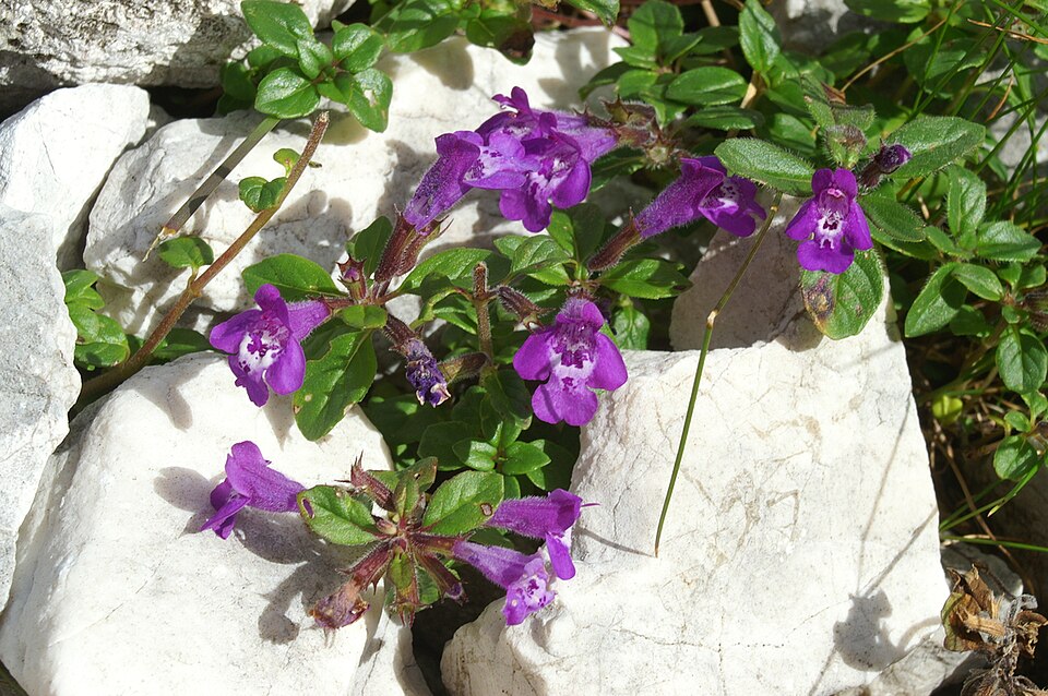 Datoteka:Clinopodium alpinum - pod Rjavino.jpg