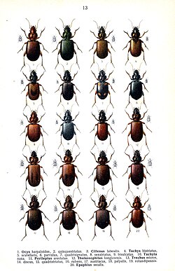 Pripadnici potporodice Trechinae iz Središnje Europe