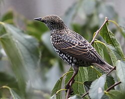 Čvorak u običnom ruhu, Sturnus vulgaris