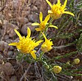 Acamptopappus shockleyi